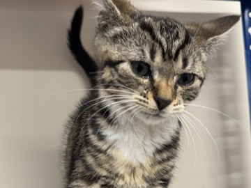 kitten tabbys female – Oldham