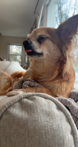 Pomeranian – pomchi mix male named Jack!
