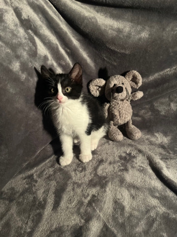 Coco