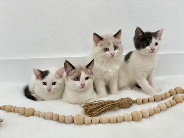 Russian White, Black and Tabby – Rehoming Kitten