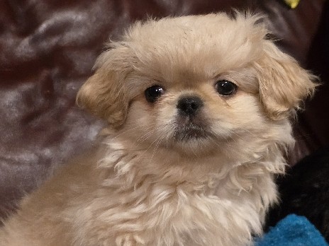 Female Pekingese 