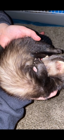 ferret – male ferret