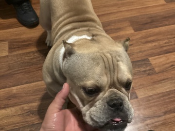 American Bulldog – no título – New Bedford