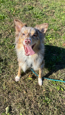 Australian Shepherd – Australian shepherd
