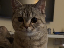 Scottish Fold – Scottish straight – Abu Dhabi