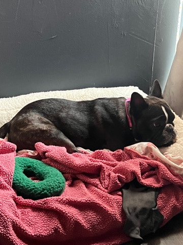 French Bulldog – Frenchie