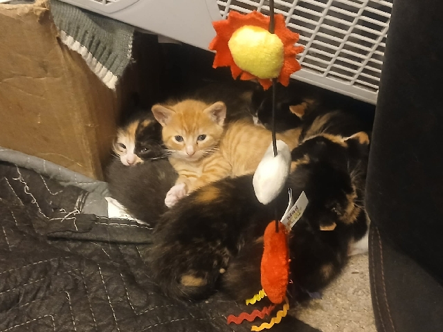American Shorthair – kittens for adoption – Kirkland