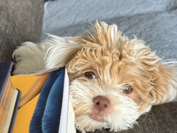 Mixed Breed – Look at that face!! – Kenosha