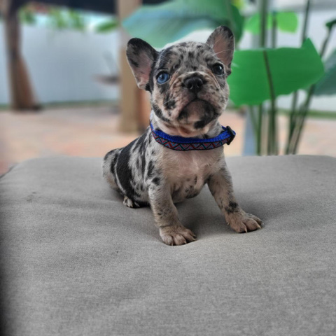 French Bulldog – Looking for forever Home 🏡🏡🏡