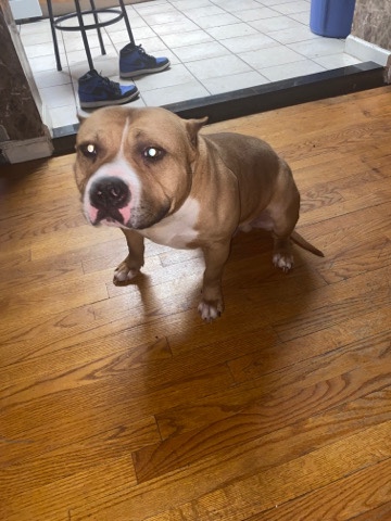 American Bully