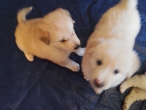 Great Pyrenees – Great Pyrenees mix – Oakland