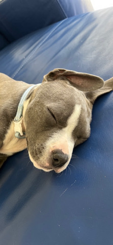 American Staffordshire Terrier – puppy for sale