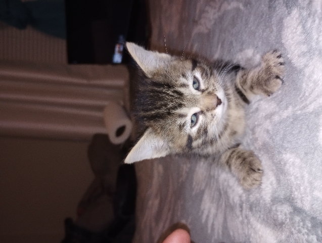 4kittens