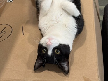 Rehoming a beautiful healthy and clean Tuxedo – Fremont