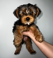 Yorkshire Terrier – yorkie