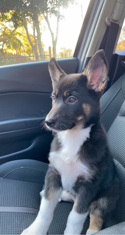 Husky-German Sheppard mix for rehoming!