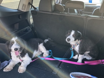 Old English Sheepdog – panda and Oreo – Grapevine