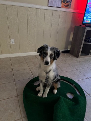 Australian Shepherd – Cutter is my name