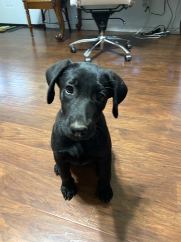 Labrador Retriever – Daisy Mae