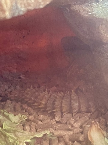 uromastyx