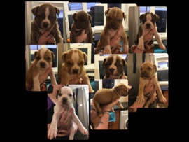 American Bulldog – American bulldog puppies for sale – Wellingborough