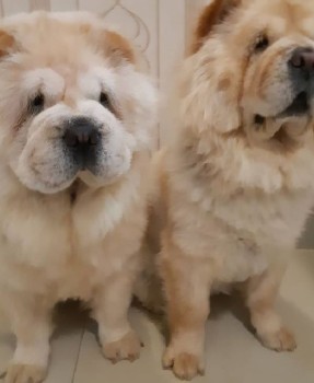 Chow Chow – adorable chow chow puppies