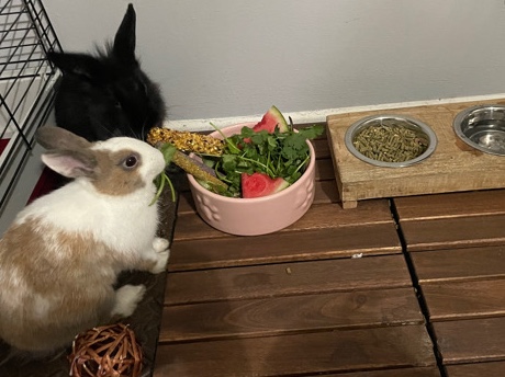Bonded female and male dwarf bunnies! (fixed)