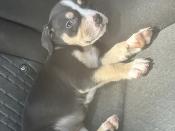 American Pit Bull Terrier – pit puppy – Greensboro
