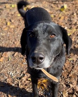 Frixos looking for a home