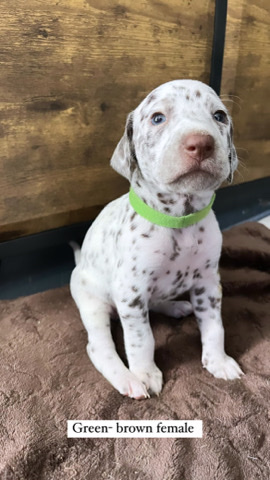 Dalmatian – Dalmatian
