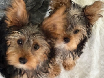 Yorkshire Terrier - AKC Yorkshire Terrier  available for adoption in Springfield