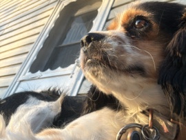 American Cocker Spaniel – Sasha is looking for an adventure – Longmont