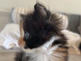 British Semi-longhair - kitten for sale   available for adoption in London
