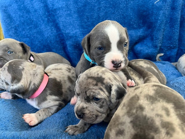 American Bulldog – American XL bully x blue razor edge pitbull