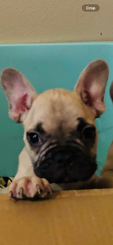 French Bulldog – French Bulldog Male