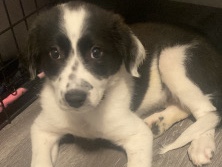 Australian Cattle Dog – Aussie puppy – Springville