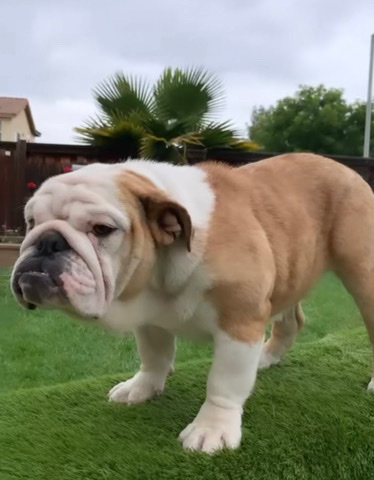 Bulldog – English Bulldog (6months)