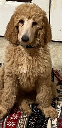 Poodle – standard poodle puppy