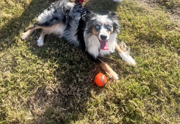 Miniature Australian Shepherd – Australian shepherd