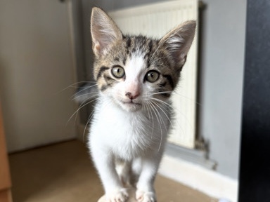 tabby kitten – Grimsby