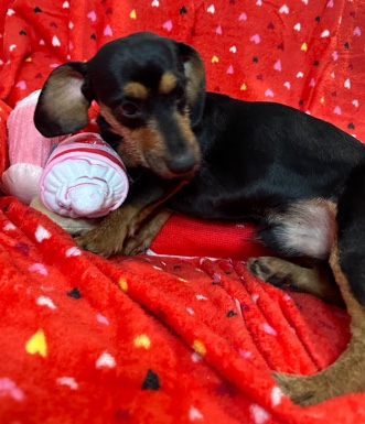 Dachshund – Dachshunds (Wiener dog puppies)