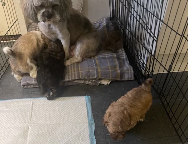 Lhasa Apso – 4 puppies ready in 2 weeks