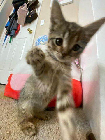 Baby kitten