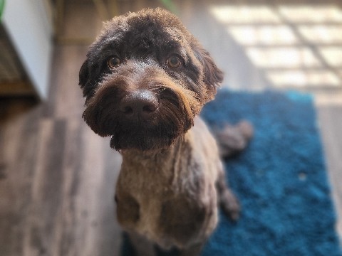 Labradoodle – Chocolate Labradoodle – Dublin