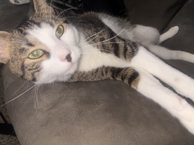 Very lovable Moose – Irving