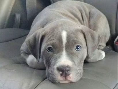 American Bulldog – American Bulldog – Osmangazi