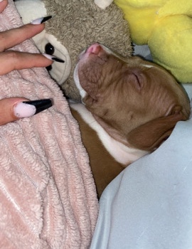 American Pit Bull Terrier – pit bull for sale cheap