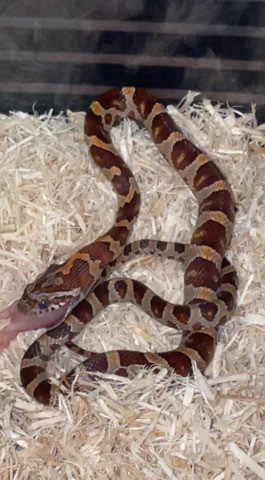 Any – Cornsnake and terrarium