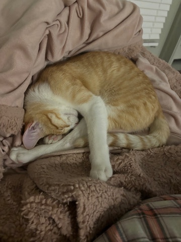kitty