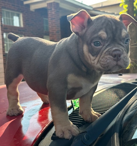 American Bulldog – Micro Bully